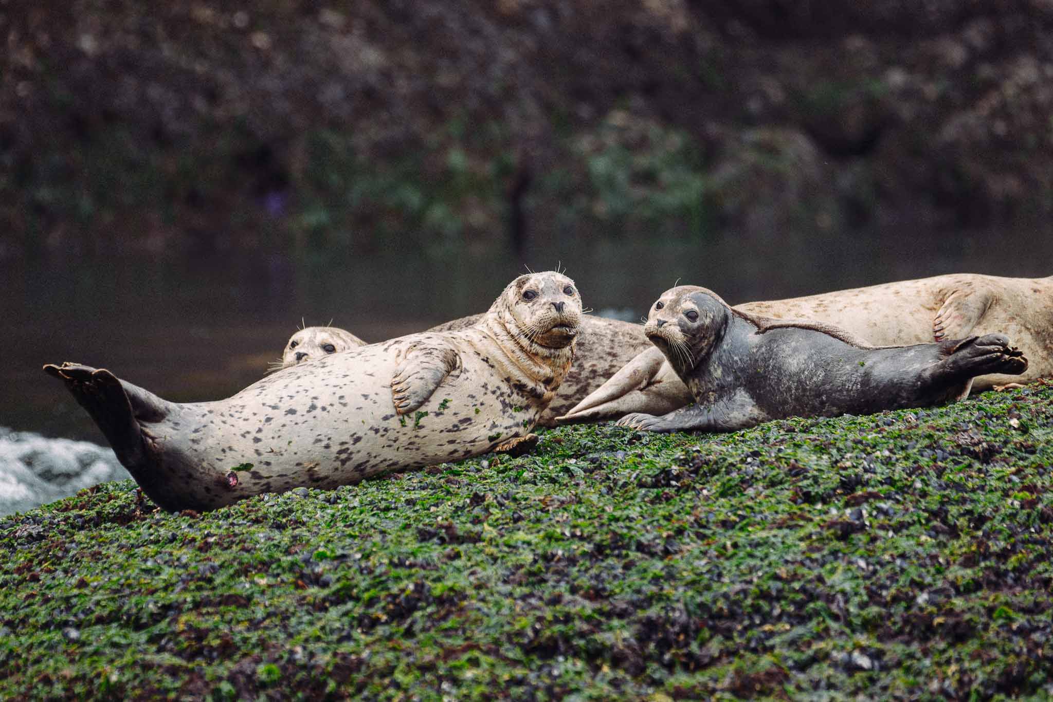 Sea Lions