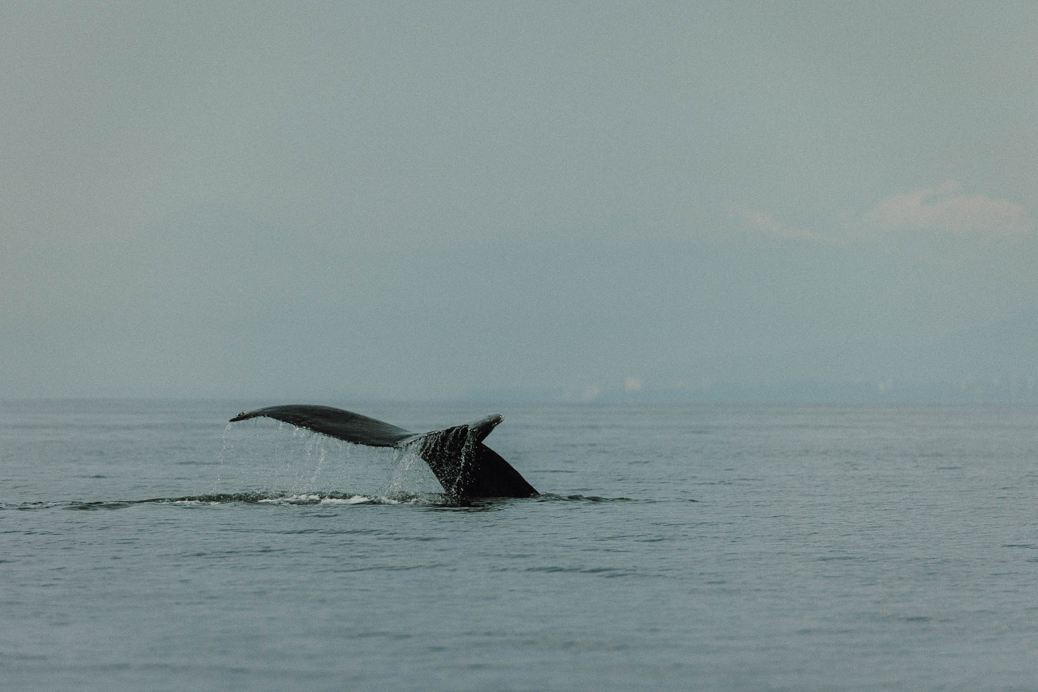 Whale Watching