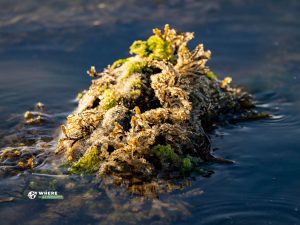 240318-JJS-A1-BC-VI-Nanaimo-Neck-Point-Herring-Spawn-08503