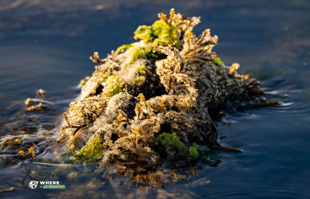 Where To See The Pacific Herring Spawn on Vancouver Island