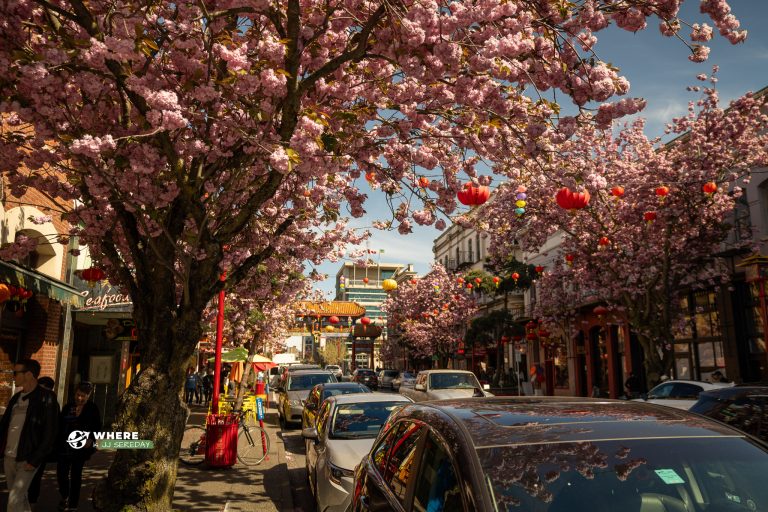 A Day Trip to Victoria While The Cherry Blossoms Bloom