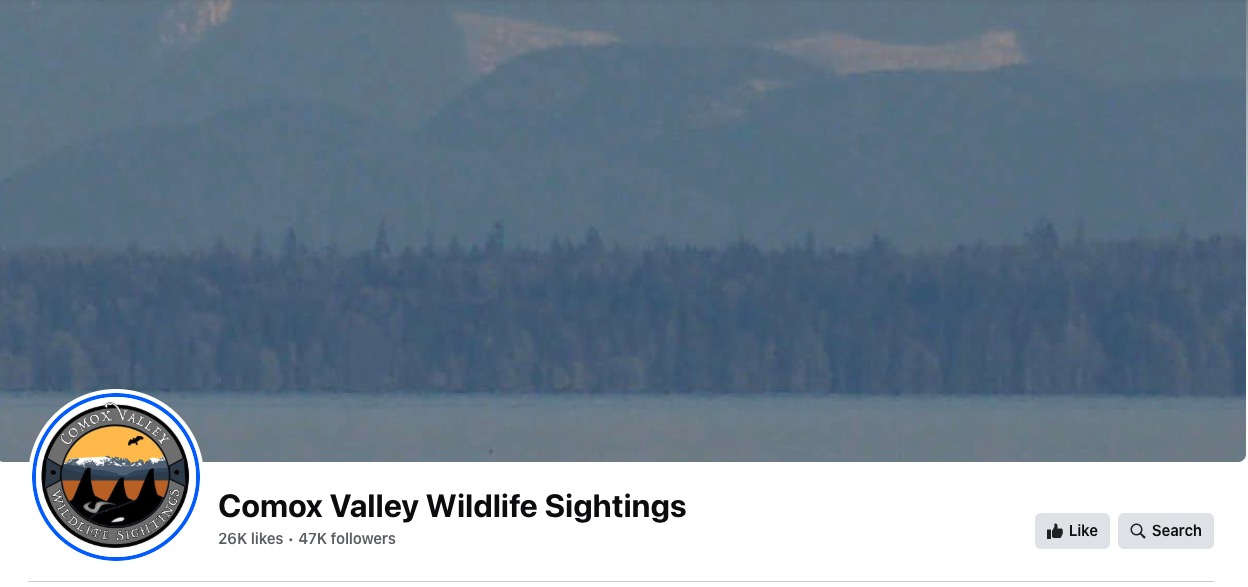 Comox Valley Wildlife Sightings