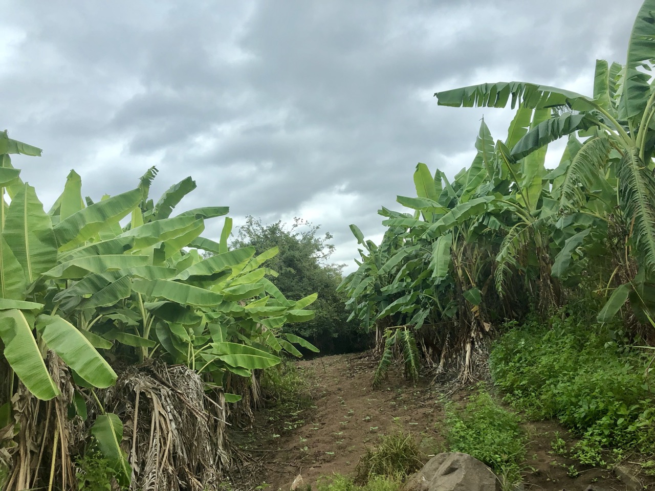 Mozambique