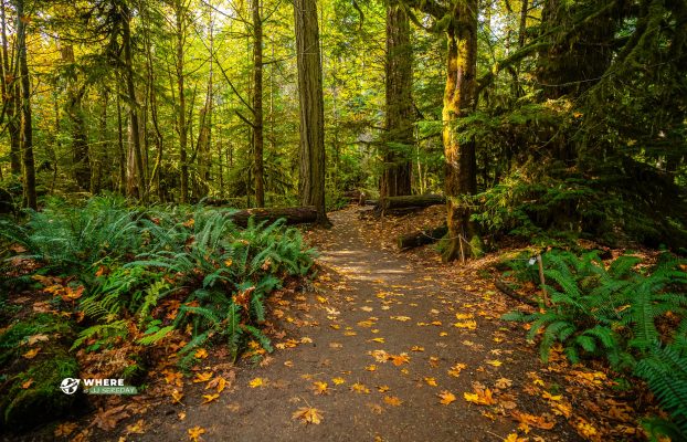 The Best Time To Visit Vancouver Island’s Cathedral Grove