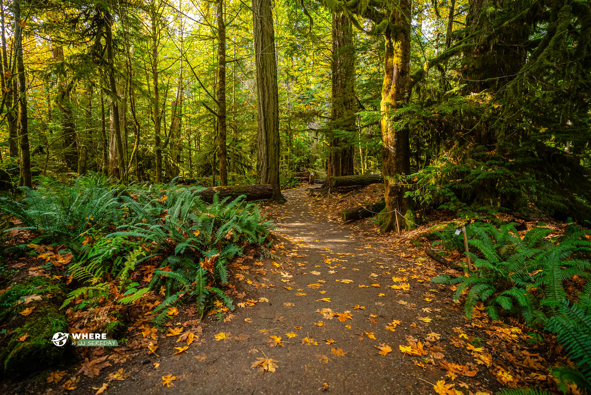 The Best Time To Visit Vancouver Island’s Cathedral Grove