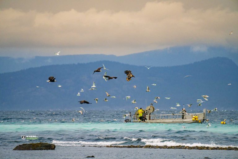 250307-JJS-A1-BC-VI-Parksville-Herring Spawn-03738
