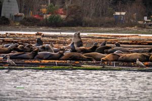 250310-JJS-A1-BC-VI-Nanoose-Parksville-Hering-Spawn-04178