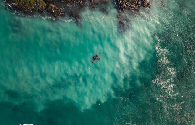 Where To See The Pacific Herring Spawn on Vancouver Island