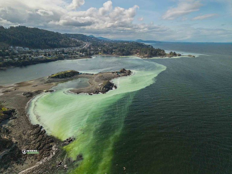 250318-JJS-D1-BC-VI-Nanaimo-Pipers-Lagoon-Herring-Spawn-0011