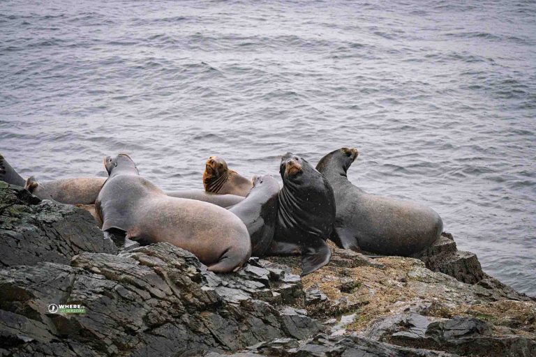250321-JJS-A1-BC-VI-Nanaimo-Neck-Point-Herring-Spawn-05742