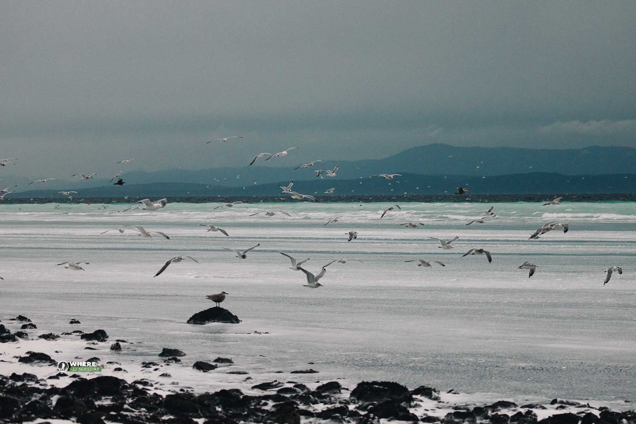 2025 Pacific Herring Spawn
