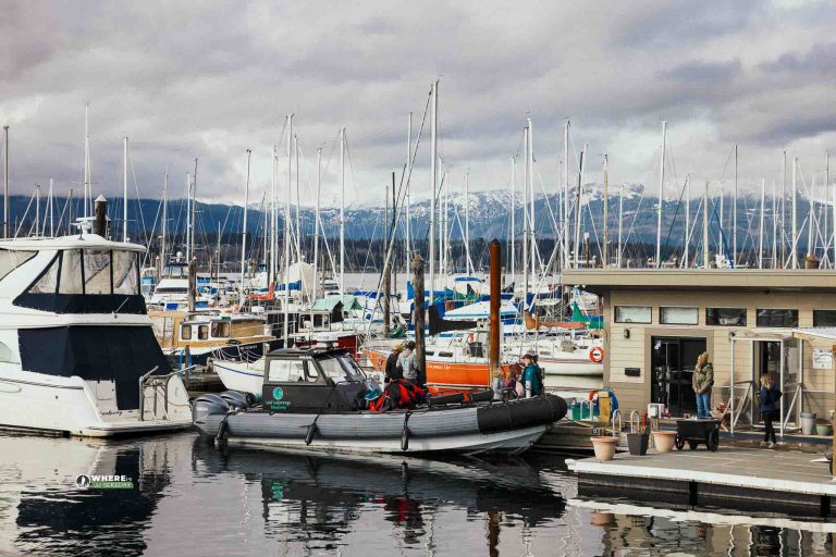 Salish Sea Herring Adventure