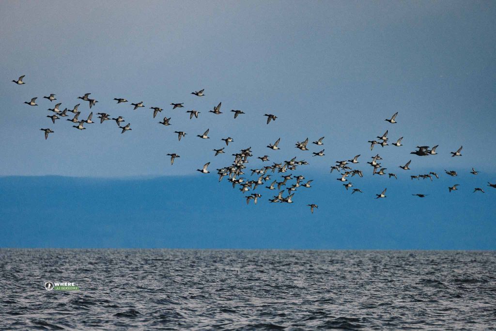 Salish Sea Herring Adventure