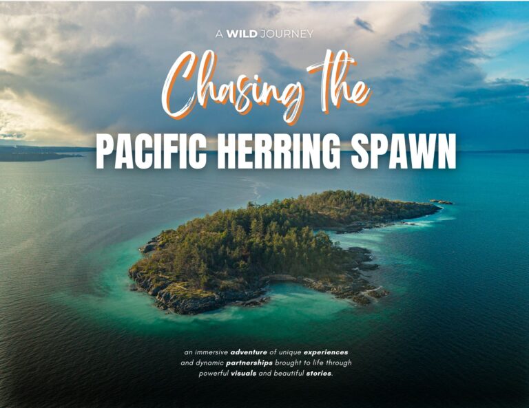 PROJECT AWJ Chasing The Herring Spawn